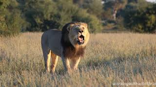 Kalahari Lion Roaring 4K  Conservation Safari Experience [upl. by Waylin377]