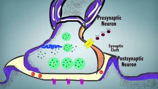 Synaptic Transmission [upl. by Eahsal]